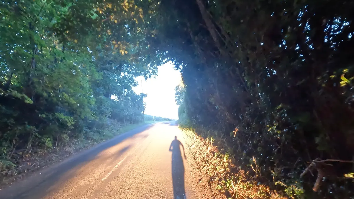 On the Delamere Forest at Dawn: Old Pale and Hatchmere route